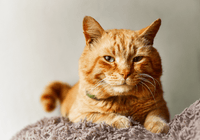 Comprendre le Langage des Chats : Choisir les Accessoires Parfaits pour Leur Bien-Être