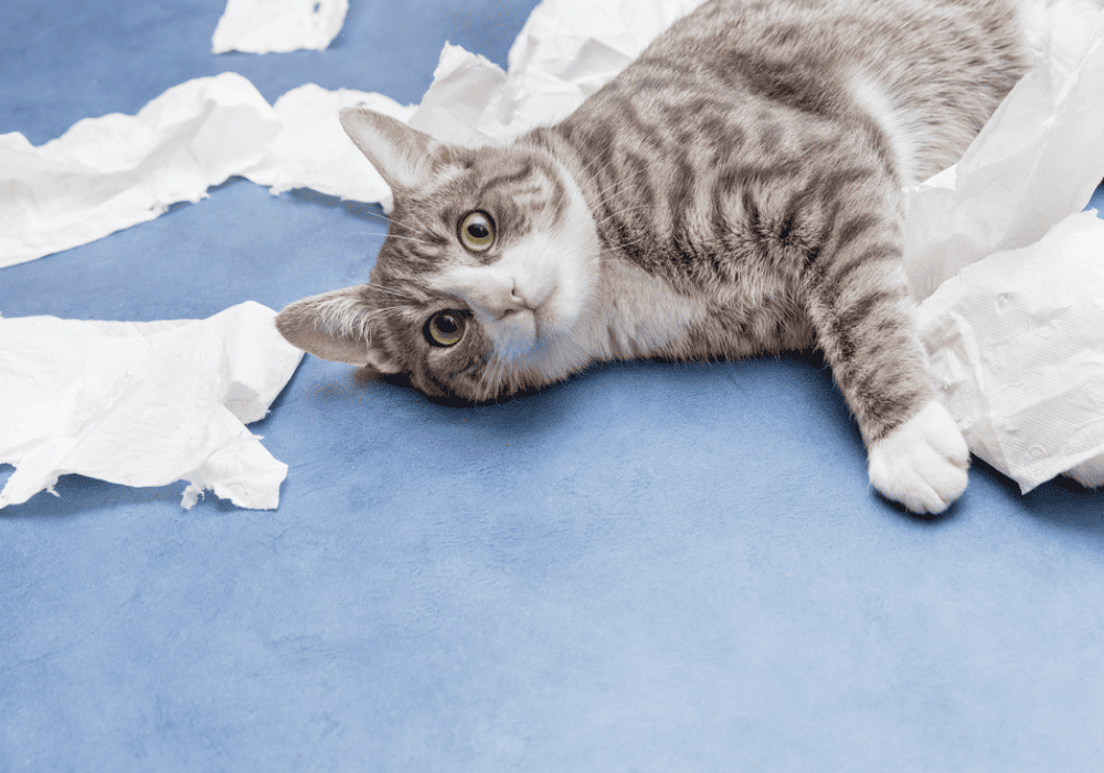 Comment empêcher mon chat de griffer les meubles ?