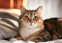 10 Raisons Essentielles d’Avoir un Chat Chez Soi