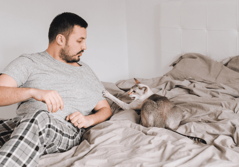 Comment gérer l'agressivité de mon chat ?