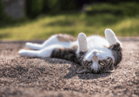 Pourquoi Votre Chat Se Roule sur le Dos : 10 Raisons Inattendues à Connaître