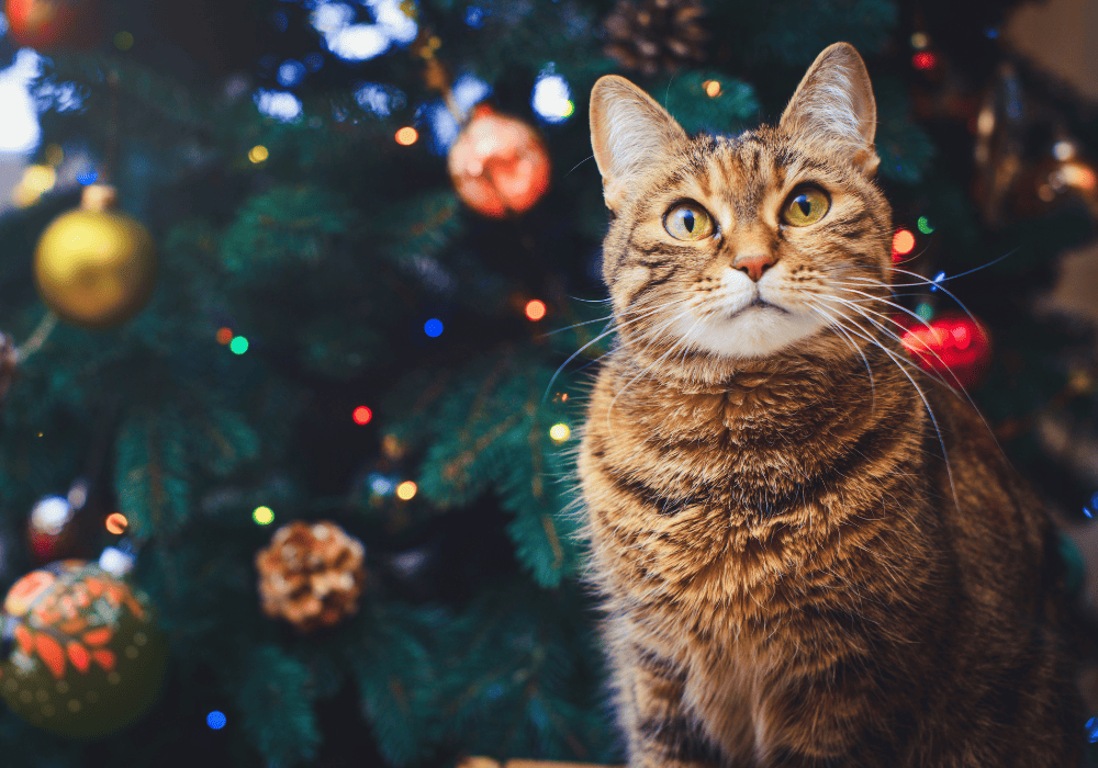 Âge de Votre Chat : Comment le Convertir en Années Humaines ?