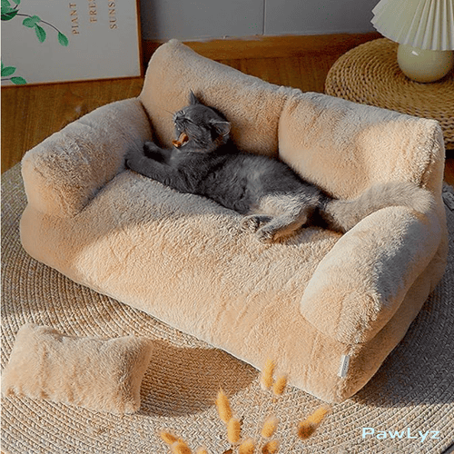 canapé chat